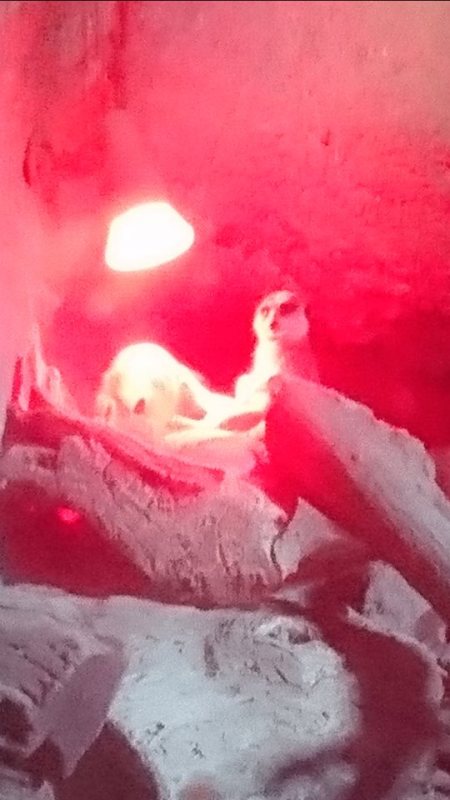 aucklandzoochillmeerkat