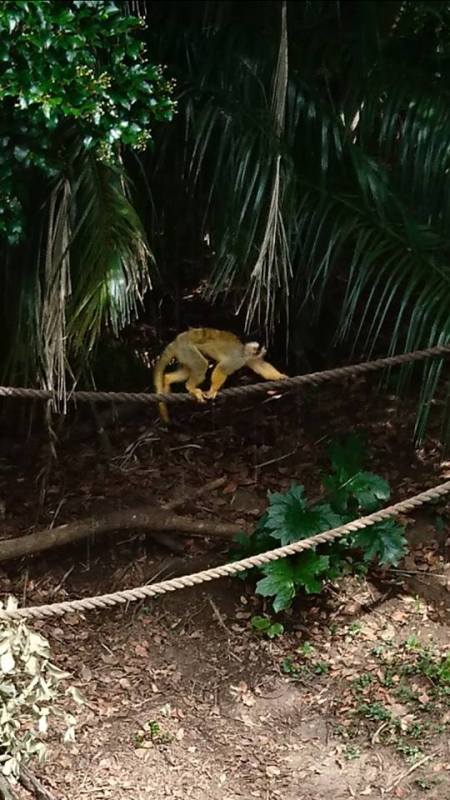 aucklandzooherrnilsson