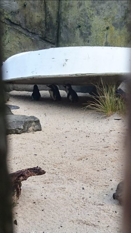 aucklandzoonsneakupengiuins