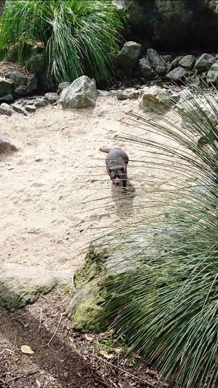 aucklandzootasmaniandevil
