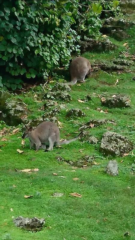 aucklandzoowallabie
