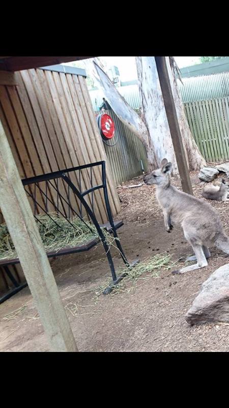 hungrykangaroo