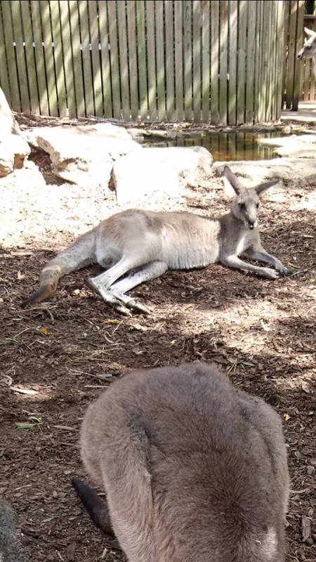 kangaroo2