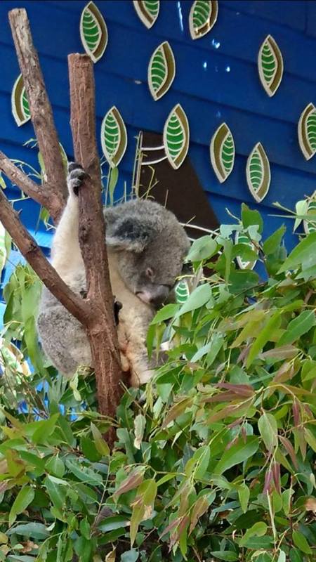 sleepingkoala