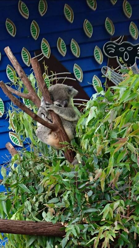 sleepingkoalaagain